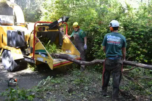 tree services Ridge Farm